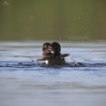 Common loon - Plongeon huard - Gavia immer