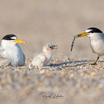 Least Tern - Sternula antillarum | 2019 - 4