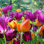 Tulips in Central Park, New York City