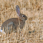 Conejo com&uacute;n o europeo (Oryctolagus cuniculus) (17)