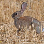 Conejo com&uacute;n o europeo (Oryctolagus cuniculus) (13)