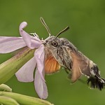 Hummingbird hawk-moth