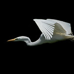 Great White Egret