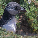 PUFFLING // FRATERCULA ARTICA.