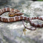 Dog toothed cat snake (Boiga cynodon) juv&eacute;nile - info