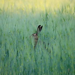 hare hidden:)