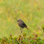 "Get me outta here! I am a star"