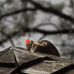 Tera - Dreaming of the Boy