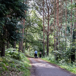 212-2019-365-(1308) Walking through the woods...