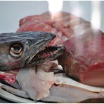 Gesunder Fisch * Healthy fish * Pescado saludable * . DSC_2651-001