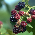 Bramble Blackberry - Mora di rovo (Rubus fruticosus)
