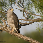 Gray Hawk_MG_5875edtvg