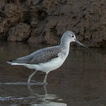 greenshank