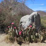 Beavertail Cactus in bloom