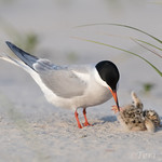 Are Terns Jerks?