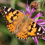 Painted Lady - Vanessa cardui 130819 (9) (F)