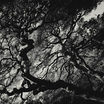 Silver Pavilion - Ginkaku-ji