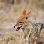Namibia - Etosha NP - Black backed Jackal