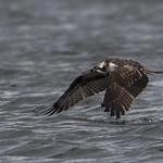 Juvenile Osprey