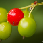 Raisins du diable
