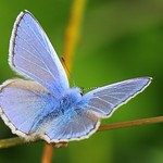 Common Blue - Polyommatus icarus 130819 (2)
