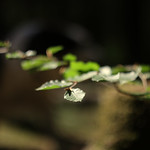 Entering the dark woods.