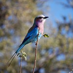 BOTSWANA - Chobe National Park