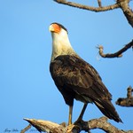 Crested Caracara