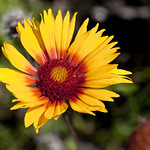Gaillardia