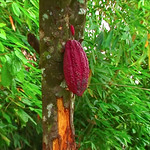 Indonesia - Sulawesi - Randau Batu - Toraja Land - Cocoa - 8