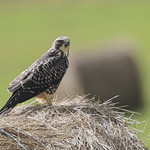 Swainson hawk
