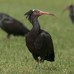 Northern Bald Ibis Ibis eremita Geronticus eremita