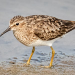 Least Sandpiper foraging