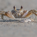 Ghost Crab (baby)