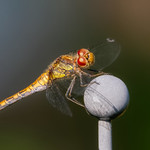 I see you - A garden visitor