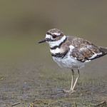 Killdeer