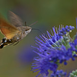 Hummingbird Hawkmoth