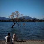 contemplating that Wanaka tree
