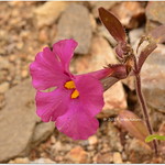 Diplacus bigelovii Bigelow's Monkey Flower