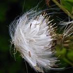 wind-borne dispersal