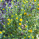 Curlycup Gumweed