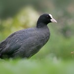 Coot