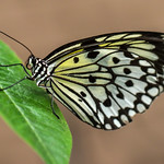 Portrait of a butterfly