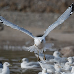 "Lookout, Here I come!!!"