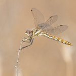 Variegated Meadowhawk