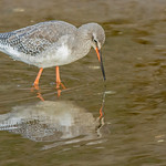 JWL1226 Spotted Redshank...