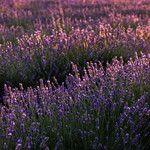 Gl&uuml;hender Lavendel - glowing lavender