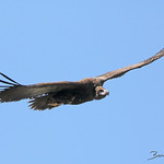 Aegypius monachus | Vautour moine | Monk Vulture | Buitre Negro | M&ouml;nchsgeier