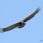 Aegypius monachus | Vautour moine | Monk Vulture | Buitre Negro | M&ouml;nchsgeier