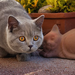 Sleeping kitten, stalking kitten